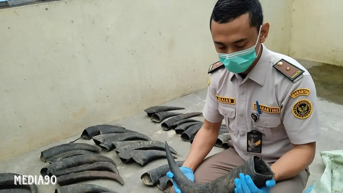 Dikirim ke Tangerang, Penyelundupan 70 Tanduk Kerbau Ilegal Digagalkan Balai Karantina Lampung di Bakauheni