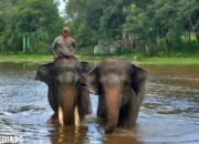 Rumah Gajah Sumatera: Penemuan Mengejutkan di Sumatera Selatan