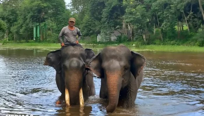 Rumah Gajah Sumatera: Penemuan Mengejutkan di Sumatera Selatan