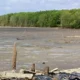 Dihantam Angin Kencang dan Ombak Besar, 500 Ribu Bibit Mangrove Ditanam di Dipasena Banyak Mati