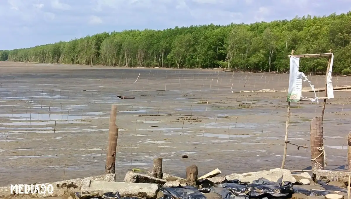 Dihantam Angin Kencang dan Ombak Besar, 500 Ribu Bibit Mangrove Ditanam di Dipasena Banyak Mati