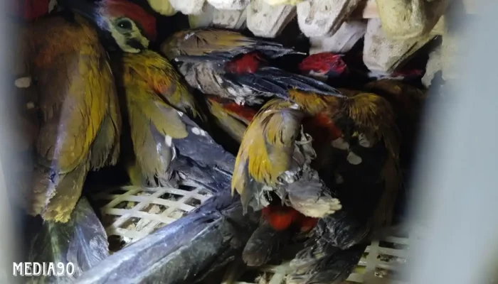 Balai Karantina Sita Ratusan Burung Dilindungi yang Dikirim Ilegal ke Jawa di Pelabuhan Bakauheni