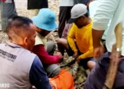 Dilaporkan Serang Dua warga Sripurnomo, Seekor Buaya Muara di Semaka Tanggamus Berhasil Ditangkap