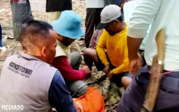 Dilaporkan Serang Dua warga Sripurnomo, Seekor Buaya Muara di Semaka Tanggamus Berhasil Ditangkap