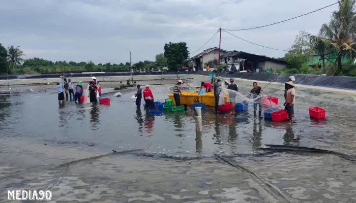 Meskipun Diterpa Bintik dan Leles, Petambak Bumi Dipasena Sejahtera Tulang Bawang Berhasil Panen 1,7 Ton Udang Vaname