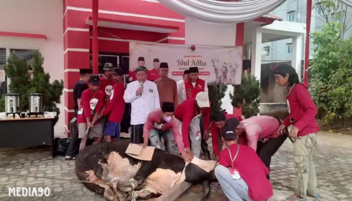 PDIP Lampung Berkurban 10 Sapi di Iduladha 1445 H untuk Menjadi Partai Mabrur
