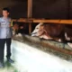 Marak Pencurian Sapi dan Kambing Jelang Iduladha, Polres Pringsewu Gencarkan Patroli ke Kandang