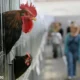 WHO Konfirmasi Kasus Infeksi Flu Burung pada Manusia di India
