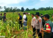 Ada Luka di Tubuh, Mayat Perempuan Dalam Karung di Ladang Jagung Labuhan Ratu Lampung Timur Korban Pembunuhan