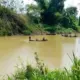 Diduga Jatuh dari Perahu saat Cari Ikan di Sungai Way Sekampung Lampung Timur, Pria Warga Peniangan Hilang