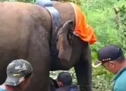 Kawanan Gajah Liar di Suoh dan BNS Lampung Barat Dipasangi Alat Pemantau GPS Agar Mudah Diketahui Posisinya