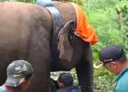 GPS Dipasang pada Kawanan Gajah Liar di Suoh dan BNS Lampung Barat untuk Memantau Posisi Mereka