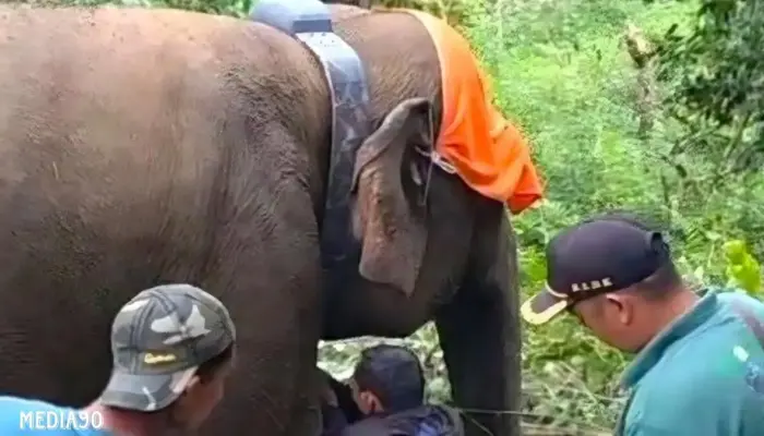 GPS Dipasang pada Kawanan Gajah Liar di Suoh dan BNS Lampung Barat untuk Memantau Posisi Mereka