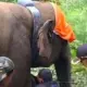 Kawanan Gajah Liar di Suoh dan BNS Lampung Barat Dipasangi Alat Pemantau GPS Agar Mudah Diketahui Posisinya