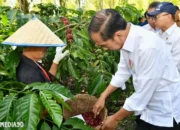 Presiden Joko Widodo Minta Hilirisasi, Petani Kopi Lampung Barat Curhat Ingin Dibangunkan Gudang dan Pabrik