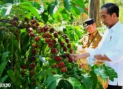 Cara Petani Lampung Barat Meningkatkan Produksi Kopi Robusta hingga 1,1 Ton per Hektare