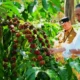 Produksi 1,1 Ton per Hektare, ini Rahasia Petani Lampung Barat Dongkrak Produksi Kopi Robusta