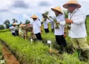 Tak Ingin Bergantung Brebes, Lampung Kembangkan Sentra Bawang Merah di Lampung Selatan, Pringsewu, dan Tanggamus