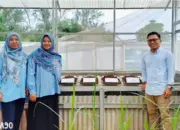 Tim Polinela Kembangkan Inovasi Pupuk Organik dari Jerami Padi di Jati Agung