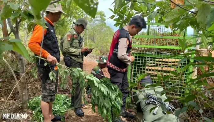 Harimau Kembali Masuk Pemukiman Warga di Pesisir Barat, Belum Terjebak, Pengawasan Pos Siaga Terus Berlanjut