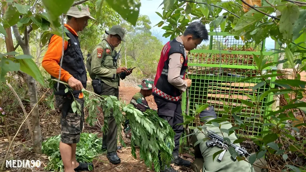 Harimau Masih Muncul ke Pemukiman Warga di Pesisir Barat dan Belum Tertangkap, Pengawasan di Pos Siaga Berlanjut