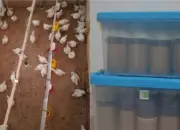 Dosen Polinela Teliti Jahe Jadi Alternatif Atasi Infeksi Bakteri pada Ayam Broiler